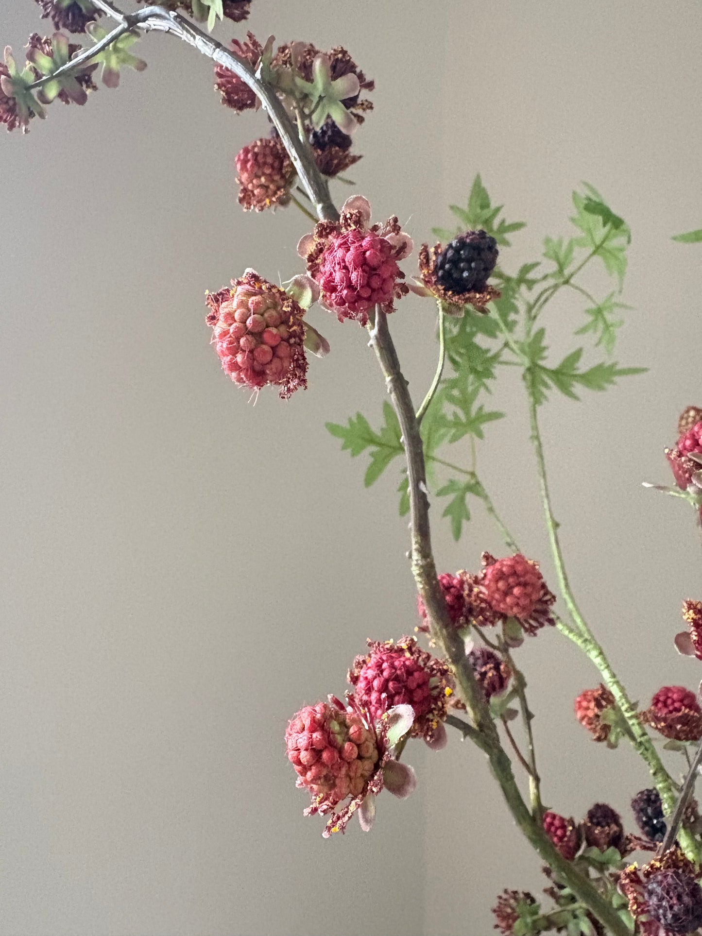 Blackberry Fields Forever